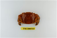 藏品(字紋弓蟹)的圖片